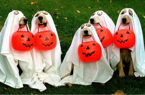 halloween_dogs